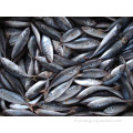Fish Fish Fish Mackerel surgelé 20 kg pour en gros